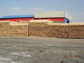 撫順南雜木材市場(chǎng)批發(fā)木材,同時(shí)批發(fā)竹膠板木模板橋梁板鐵路專用